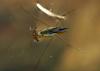 Paludum water strider (Aquarius paludum)