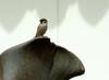 Eurasian Tree Sparrow on the rock
