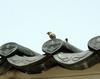 Eurasian Tree Sparrow on the roof