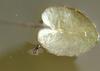 Unknown small insect