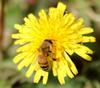 Honeybee on dandelion flower