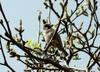Eurasian Tree Sparrow on tree