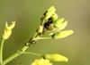 Aphids on wild flower