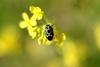 북쪽비단노린재 Eurydema gebleri (Northern Silk Stink Bug)