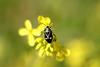 북쪽비단노린재 Eurydema gebleri (Northern Silk Stink Bug)