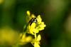 북쪽비단노린재 Eurydema gebleri (Northern Silk Stink Bug)