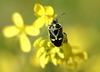 Northern Silk Stink Bug (Eurydema gebleri)