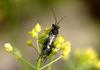 Small bee-like insect