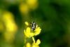 북쪽비단노린재 Eurydema gebleri (Northern Silk Stink Bug)