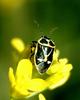 Northern Silk Stink Bug (Eurydema gebleri)