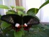 butterfly pic