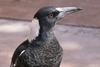 Australian magpie 1