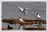 이 녀석들은 또 뭐람... | 붉은부리갈매기 Larus ridibundus (Black-headed Gull)