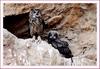 저 이렇게 컸어요~ | 수리부엉이 Bubo bubo (Eurasian Eagle Owl)