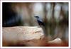 부엉새 둥지 앞에 놀러온 바다직박구리| 바다직박구리 Monticola solitarius (Blue Rock-Thrush)