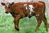 Calf