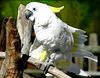 Cockatoo (a White one)