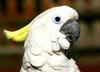 Cockatoo (a beautiful White one)