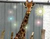 Giraffe (2 years' old)