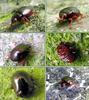 beatle