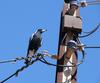 Australian magpie on pole