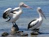 Australian pelican shaking