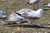 gull stretch left