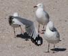 gull stretch right