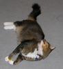 cleo plays again