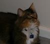 foxy lady (cat)