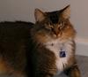 foxy lady (cat)