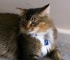 In a different light (cat)