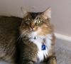 In a different light (cat)
