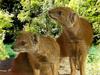 MONGOOSES' DUET