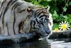 WHITE SIBERIAN-TIGER (