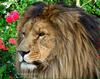 LION (