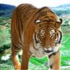 SIBERIAN-TIGER (