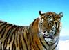 SIBERIAN-TIGER (