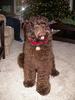 Labradoodle