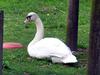 swan