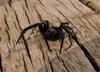 Spider arranging 1