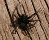 Spider arranging 2