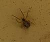 More spider arranging