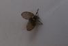 strange little fly