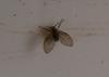 strange little fly