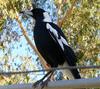 broken beak - Australian magpie