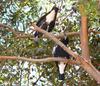 On dangerous ground (Birds - Australian magpies)