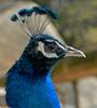 Mics critters - Indian Peacock (Pavo cristatus)