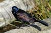 Mics critters - Common Grackle (Quiscalus quiscula)
