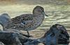 Mics critters - duck.jpg
